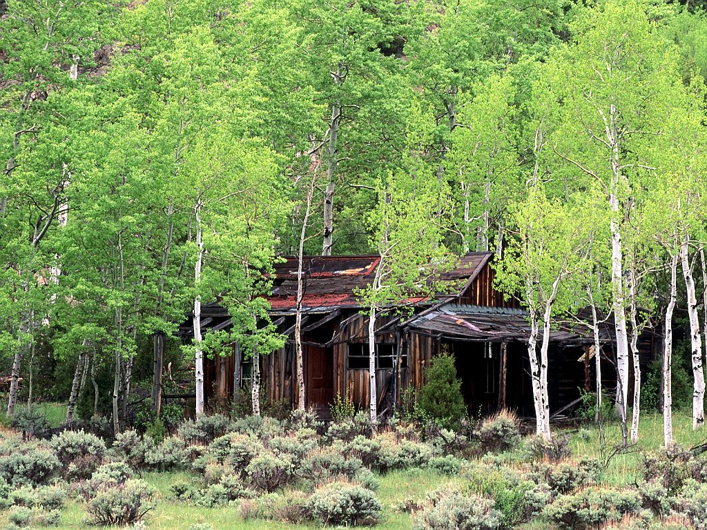 Old Cabin in a Stand of Aspen Trees, Gould, Colorado